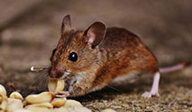 24 Hour & Emergency Exterminators in Cheshire, CT